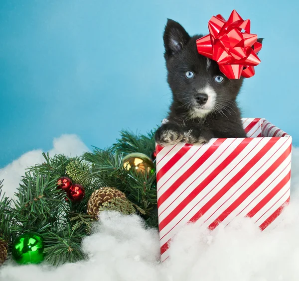 Chiot de Noël mignon — Photo