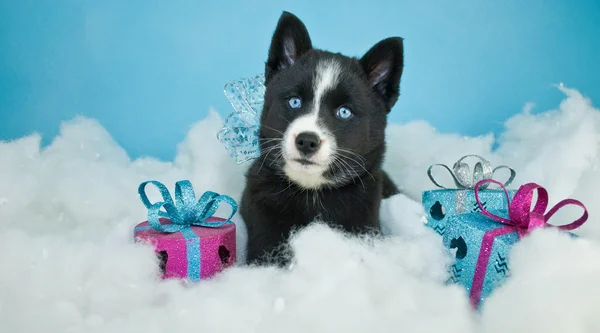 Милый рождественский щенок — стоковое фото