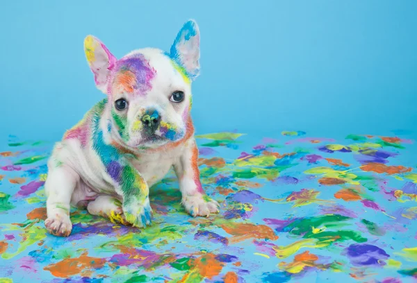 Aptal boyalı köpek yavrusu — Stok fotoğraf
