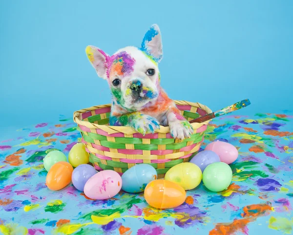 Filhote de cachorro de Páscoa pintado — Fotografia de Stock