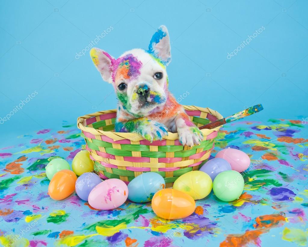 Painted Easter Puppy Stock Photo by ©Jstaley401 95521570