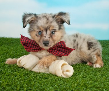 Bütün kulaklar köpek yavrusu