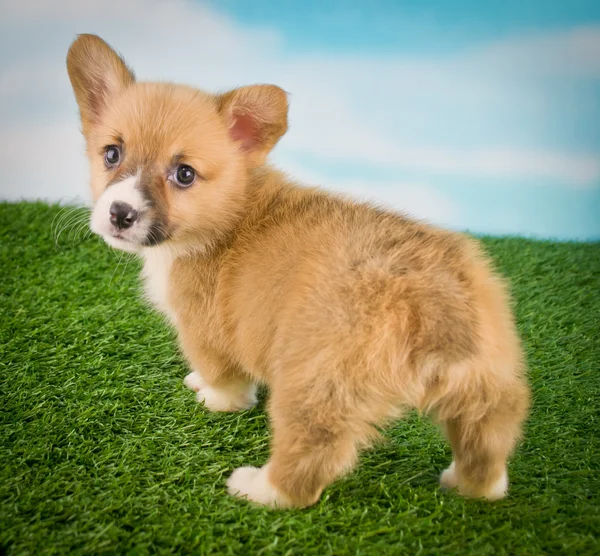 Does This Fur Make My Butt Look Big? — Stock Photo, Image