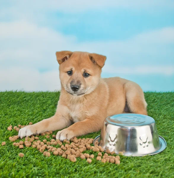 Puppy Proublems 101 Stockfoto