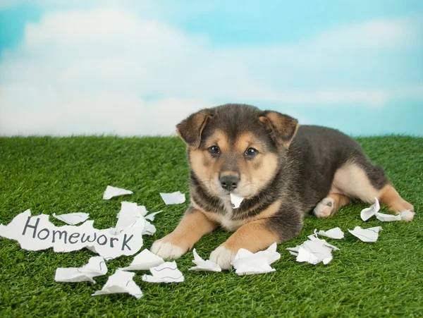 Le chien a mangé mes devoirs Images De Stock Libres De Droits