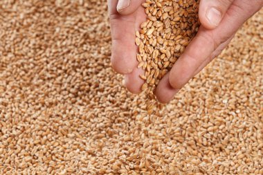 Eller portre görünümünde soluk Pilsener Malt tahıl. Bira için madde. Arka plan doku. Ticari için idealdir. Perde. 