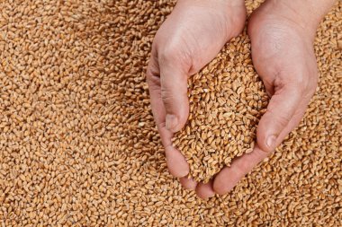 Closeup view of Pale Pilsener Malt Grains in hands. Ingredient f clipart