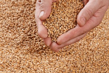 Eller portre görünümünde soluk Pilsener Malt tahıl. Bira için madde. Arka plan doku. Ticari için idealdir. Perde. 