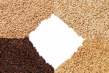 Malt tahıl 4 türlü closeup görünümü. Bira için madde. Arka plan doku. Ticari için idealdir. Arka plan görüntüsü. Metin için boş yer