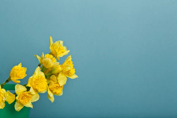 Kytici narcis na modré backgroung — Stock fotografie