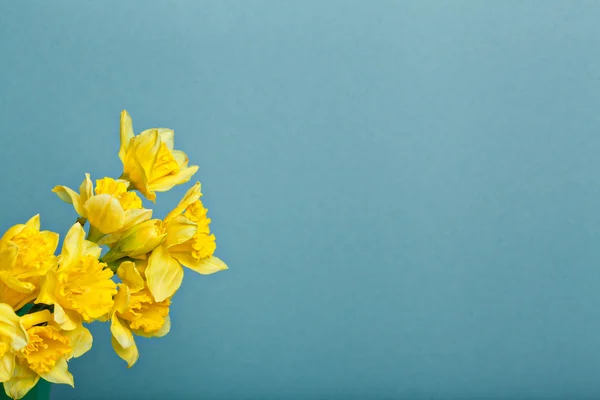 Buquê de narciso em backgroung azul — Fotografia de Stock