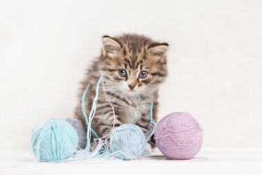 iplik topla oynamayı çok yavru kedi 
