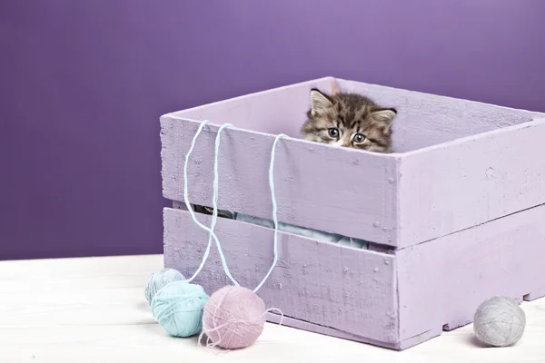 little kitten sitting in purple box with yarn ball on purple ba