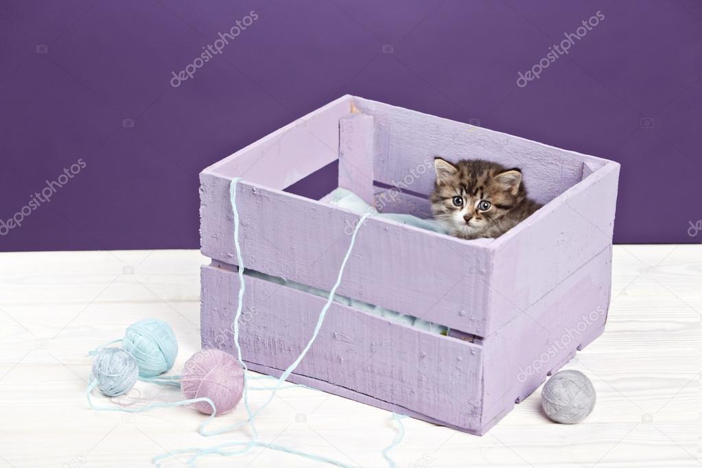  little kitten sitting in purple box with yarn ball on purple ba