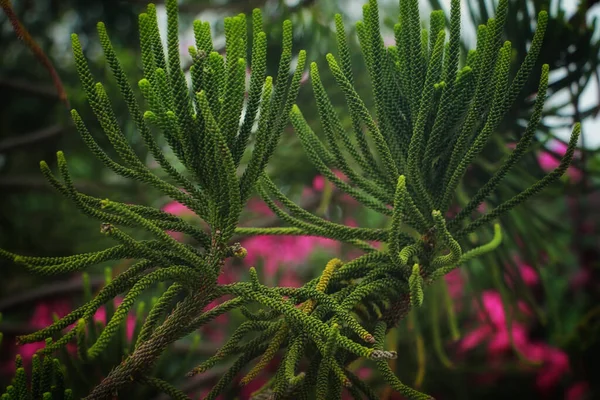 Las Ramitas Verdes Sobresalen Maravillosamente —  Fotos de Stock