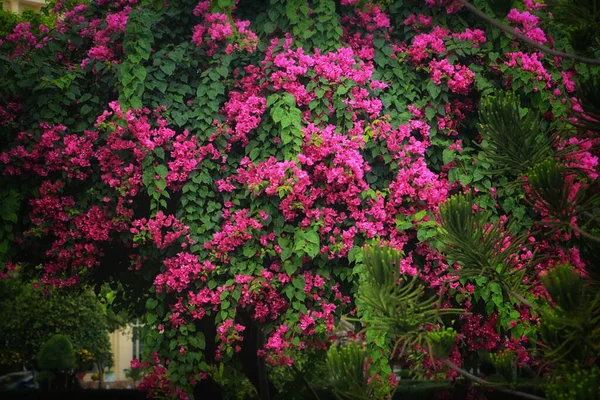 粉红色的花在夏天盛开得很美 — 图库照片