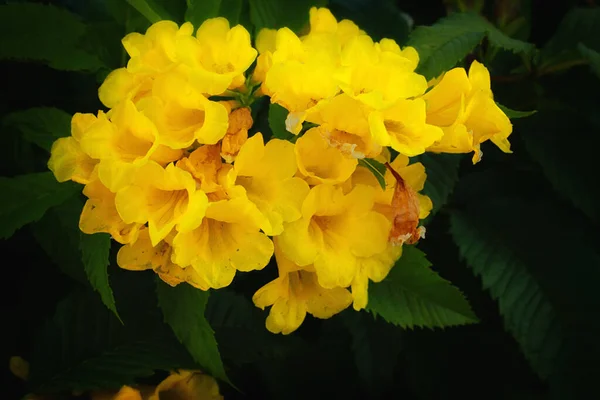 Flor Amarela Floresce Lindamente Verão — Fotografia de Stock