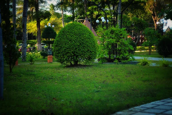 Hermoso Arbusto Verde Crece Parque —  Fotos de Stock