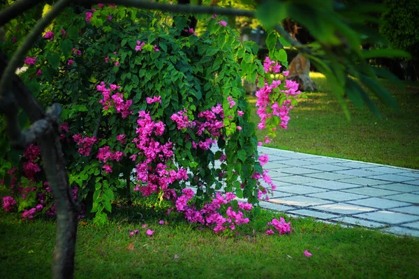 Árbol Florece Con Flores Rosadas Parque —  Fotos de Stock