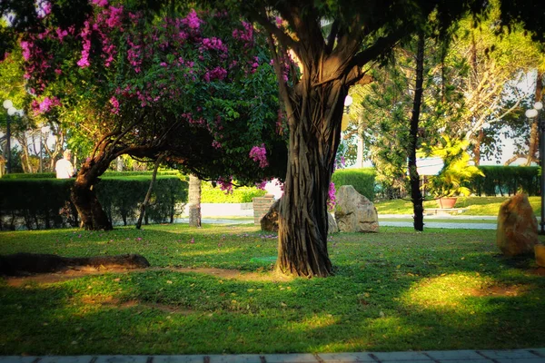 Uma Árvore Floresce Com Flores Cor Rosa Parque — Fotografia de Stock