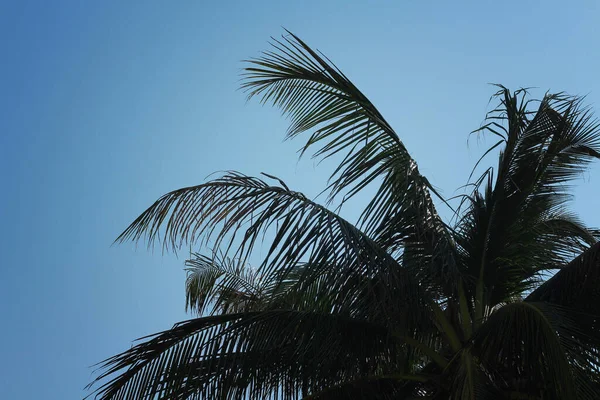 Green palm leaves on a blue sky