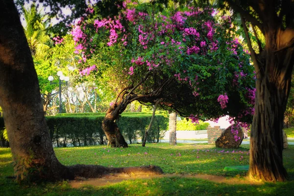 Uma Árvore Floresce Com Flores Cor Rosa Parque Imagem De Stock