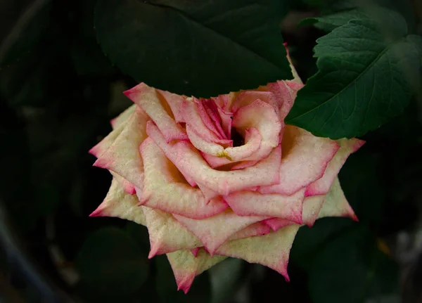 Rose Blooms Beautifully Summer — Stock Photo, Image