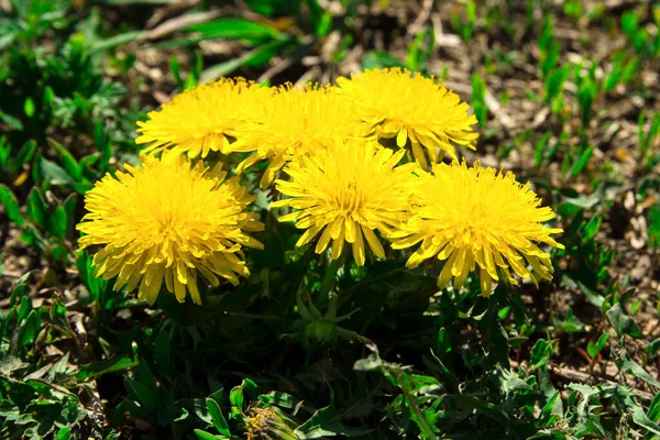 Los Dientes León Amarillos Florecen Maravillosamente Verano — Foto de Stock