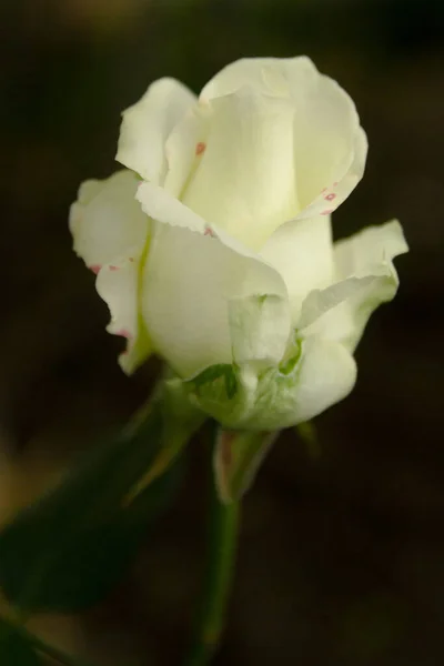 White Rose Blooms Beautifully Summer — Stock Photo, Image