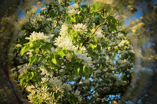 Весной Яблоня Красиво Цветет — стоковое фото