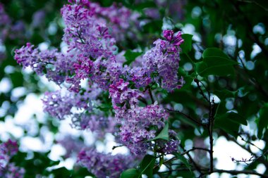Leylak yazın güzel açar.