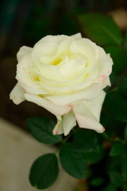 Beyaz gül yazın güzel açar.