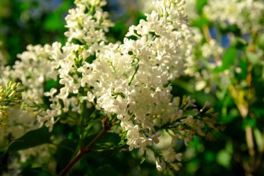 Leylak yazın güzel açar.