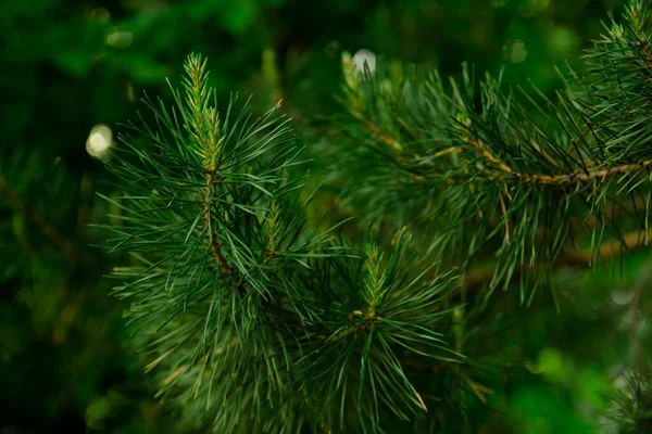 Green Pine Needles Close — Stock Photo, Image