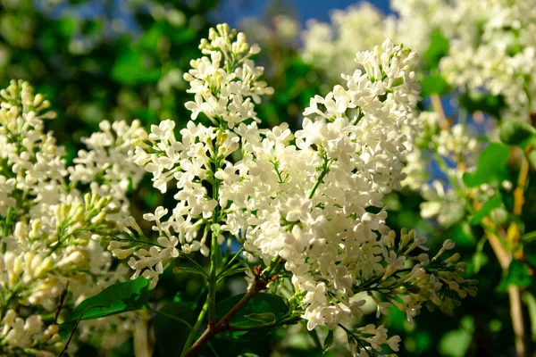 Lilás Floresce Lindamente Verão — Fotografia de Stock