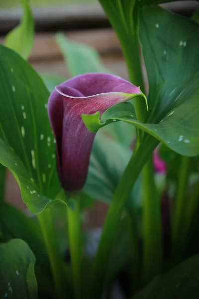 Calla Lilies Bloom Beautifully Summer — Stock Photo, Image