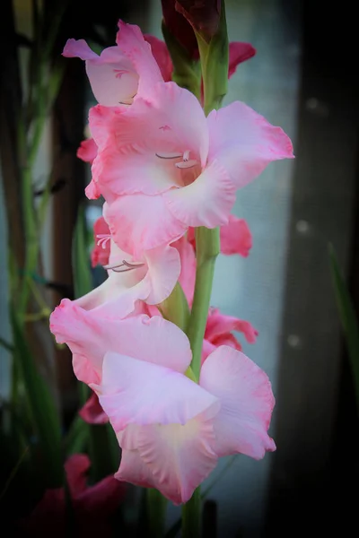 Pink Gladiolus Blooms Beautifully Summer — Stock Photo, Image