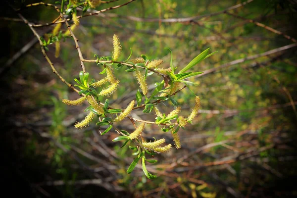 Una Rama Árbol Florece Maravillosamente Primavera — Foto de Stock