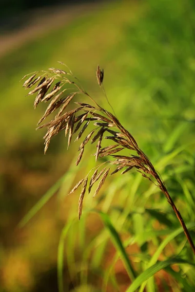Ucho Travních Semen Dozrálo Podzim — Stock fotografie