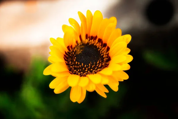 Gotzania Amarilla Florece Maravillosamente Verano — Foto de Stock