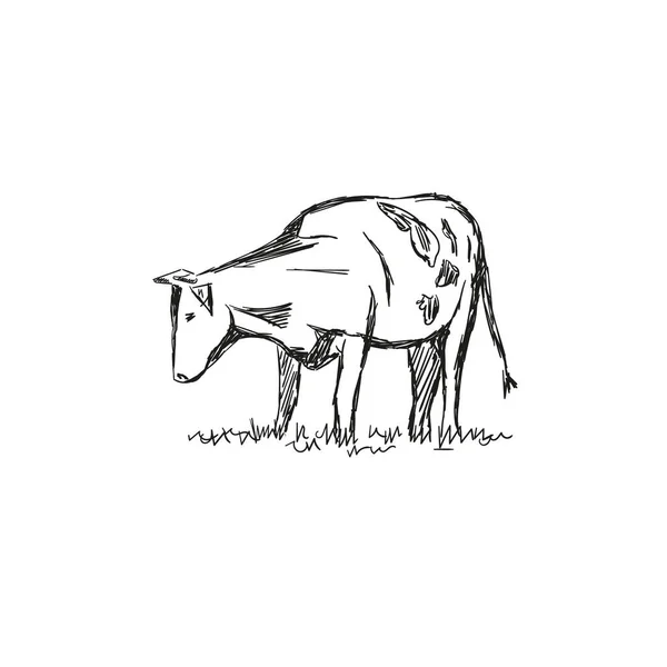 Cows Grazing Meadow Hand Drawn Illustration — Stock Vector