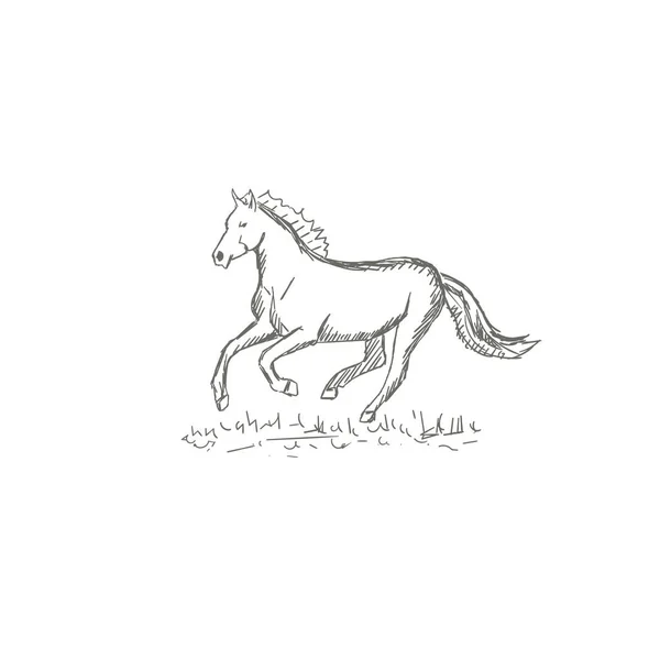 Mão Cavalos Desenhados Ilustração Vetorial Esboço — Vetor de Stock