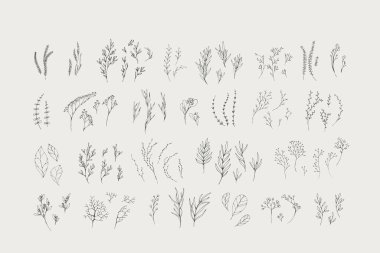 Çiçek dalı. El yapımı düğün otları, davetiye için zarif yapraklı ev bitkileri tarih kartı tasarımını sakla. Botanik kırsal