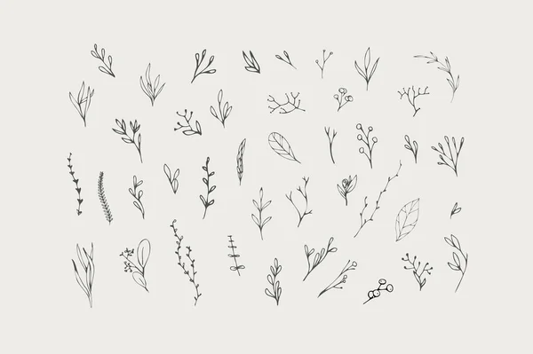 Цветочная ветвь. Ручной рисунок свадебной травы, домашняя страница с элегантными листьями для приглашения сохранить дизайн карты даты. Ботанический рустик — стоковый вектор