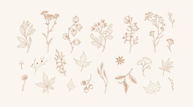 Autumn set of different seasonal brunch of plants and fall leaves, mushrooms and berries. Delicate and elegant botanical design elements. Line illustration
