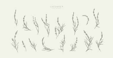 Bir demet lavanta çiçeği ve botanik elementler. El çizimi dallar ve çiçek açar. Davetiye için zarif kır çiçekleri. Randevu kartını sakla. Vektör eğilimli yeşillik