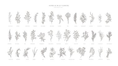 Vektör el bitkiler ve baharatlar hazır. Eski moda botanik elementler. El çizimi dallar ve çiçek açar. - Evet. Vektör eğilimli yeşillik