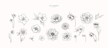 Karacahil çiçekler, yapraklar ve brunch. Davetiye, duvar kağıdı sanatı veya tarih kartı için ayrıntılı el çizimi mürekkep illüstrasyonu çiçek ögeleri