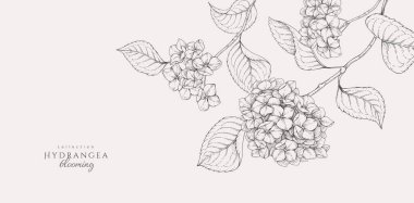 Çiçek açan ortanca. Çiçekler ve brunch ile bahar arkaplanı. Sevgililer Günü davetiyesi için detaylı botanik çiçek koleksiyonu. Duvar kâğıdı sanatı ya da tarih kartını kaydet.