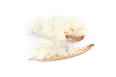 Kapok, Ceiba pentandra or White silk cotton tree( Ceiba pentandr clipart